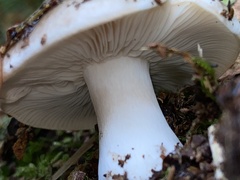 Russula nigricans