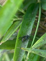 Sciaroidea