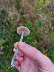 Stropharia caerulea