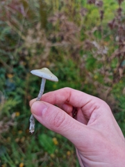 Stropharia caerulea