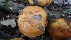 Suillus clintonianus