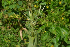 Arundinaria