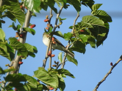 Elaenia