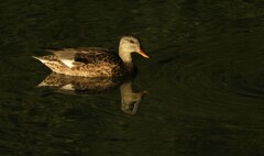 Mareca strepera strepera