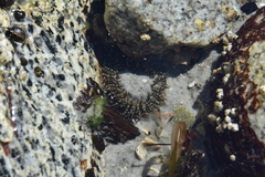 Anthopleura artemisia