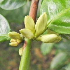 Oxyanthus
