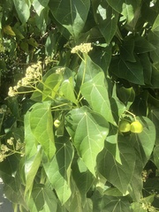 Hernandia nymphaeifolia