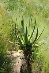 Aloe barbara-jeppeae