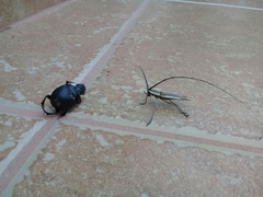 Neoptychodes trilineatus