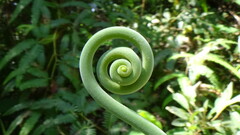 Gleichenella pectinata