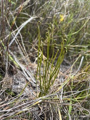 Schizaea pectinata