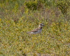 Charadrius wilsonia