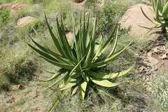 Aloe barbara-jeppeae
