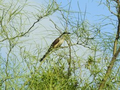 Coccyzus melacoryphus