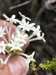 Gnidia pinifolia