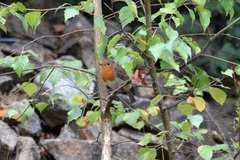 Erithacus rubecula