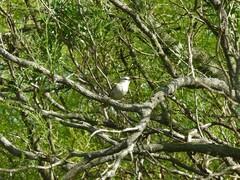 Cranioleuca pyrrhophia