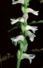 Spiranthes bightensis