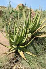Aloe barbara-jeppeae