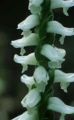 Spiranthes bightensis