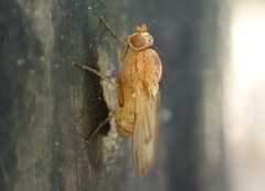 Minettia inusta