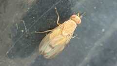 Minettia inusta