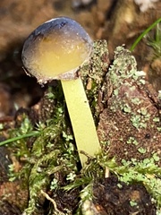 Mycena epipterygia