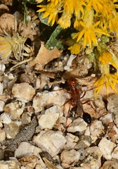 Ammophila wrightii