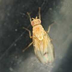 Minettia inusta