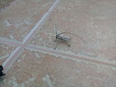 Neoptychodes trilineatus