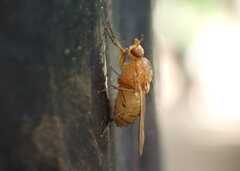 Minettia inusta