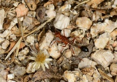 Ammophila wrightii