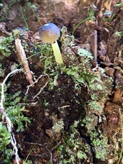 Mycena epipterygia