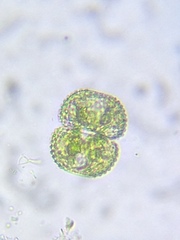 Cosmarium anisochondrum