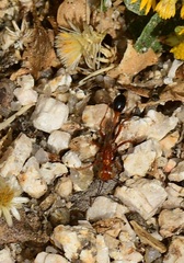 Ammophila wrightii