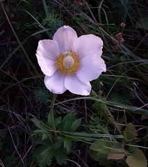 Anemonoides sylvestris