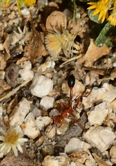 Ammophila wrightii