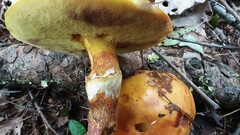 Suillus clintonianus