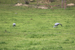 Anthropoides paradiseus