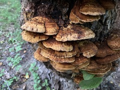Mensularia radiata