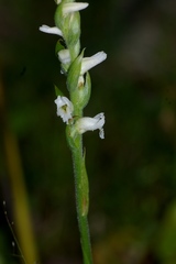Spiranthes bightensis