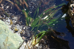 Phyllospadix scouleri