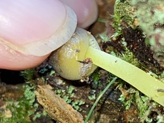 Mycena epipterygia