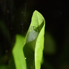 Bijoaraneus mitificus