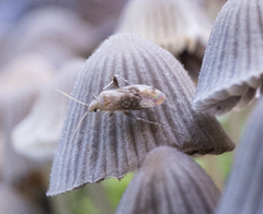 Compsidolon salicellum