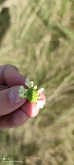 Scabiosa ochroleuca