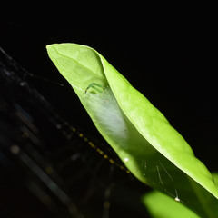 Bijoaraneus mitificus