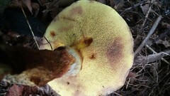 Suillus clintonianus