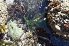 Phyllospadix scouleri