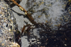 Rhodophyta